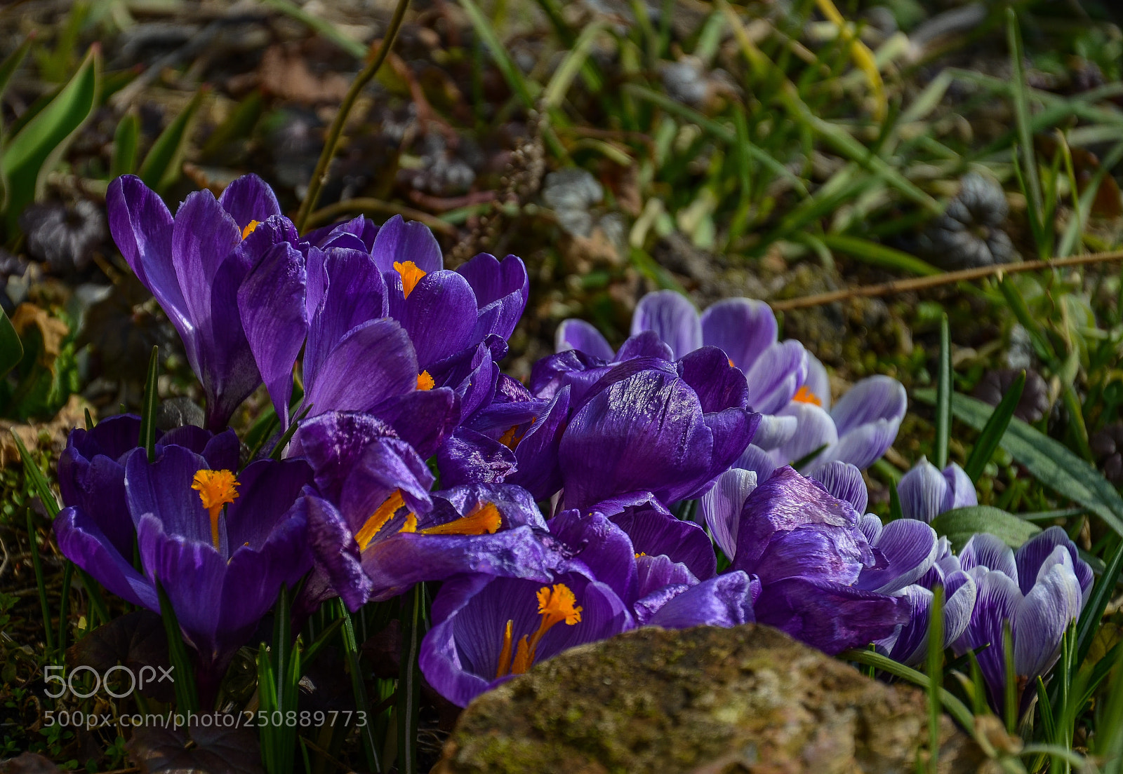 Nikon D7000 sample photo. Purple photography