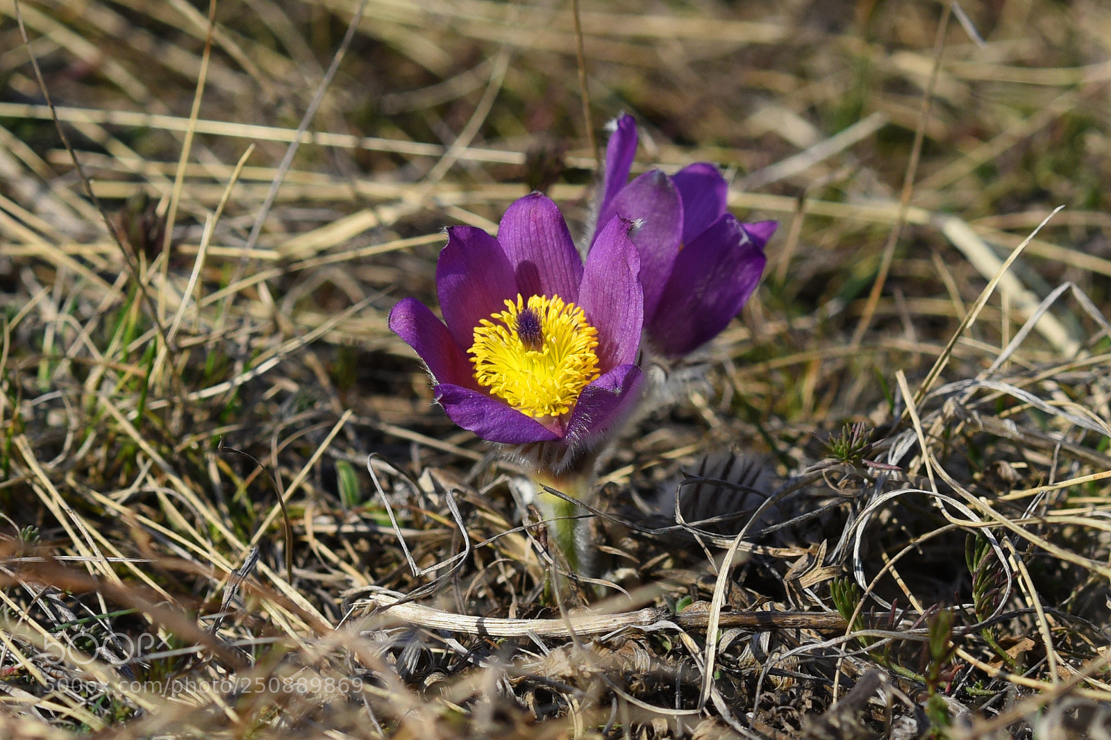 Nikon D810 sample photo. First pasqueflowers photography