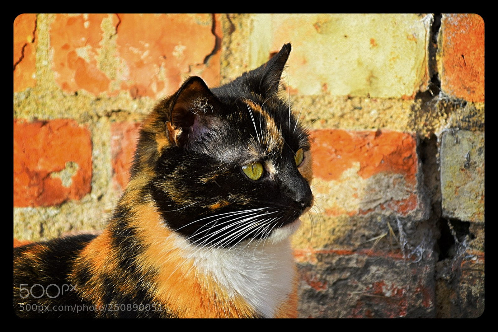 Nikon D5300 sample photo. Ausschau halten! photography