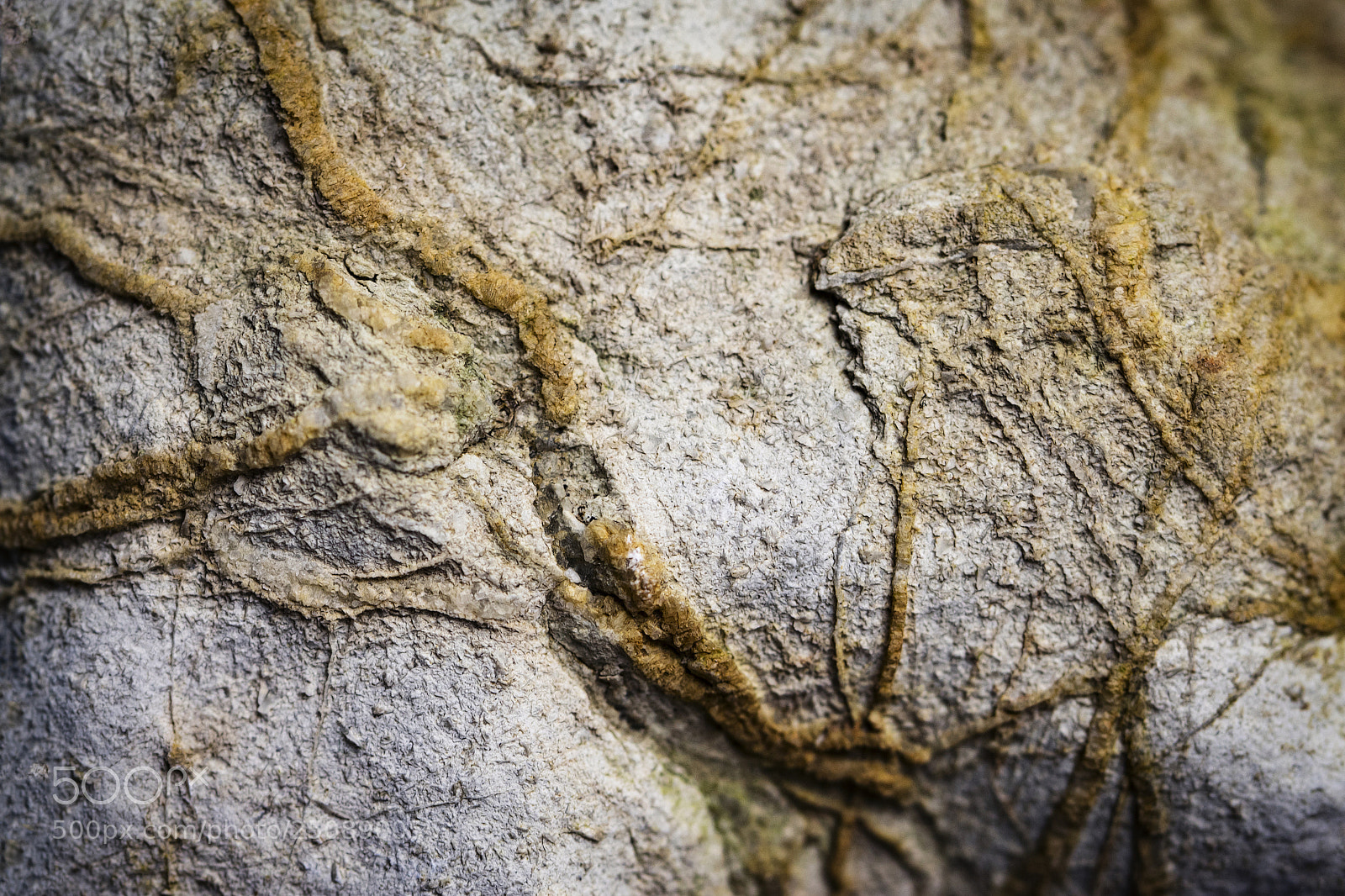 Nikon D5500 sample photo. Detail of old limestone photography