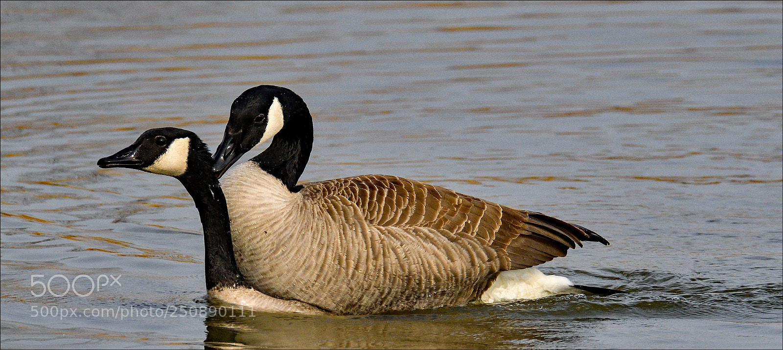 Nikon D500 sample photo. Love is in the photography