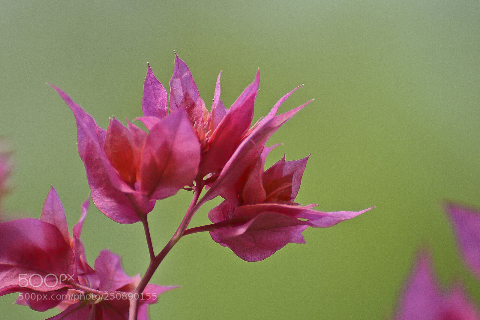 Nikon D7100 sample photo. Bela dona. photography