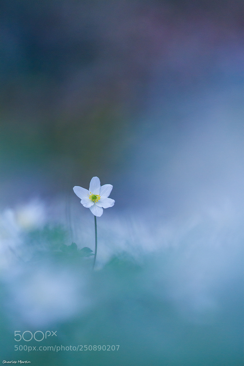 Canon EOS 7D sample photo. An mone sylvie anemosa photography