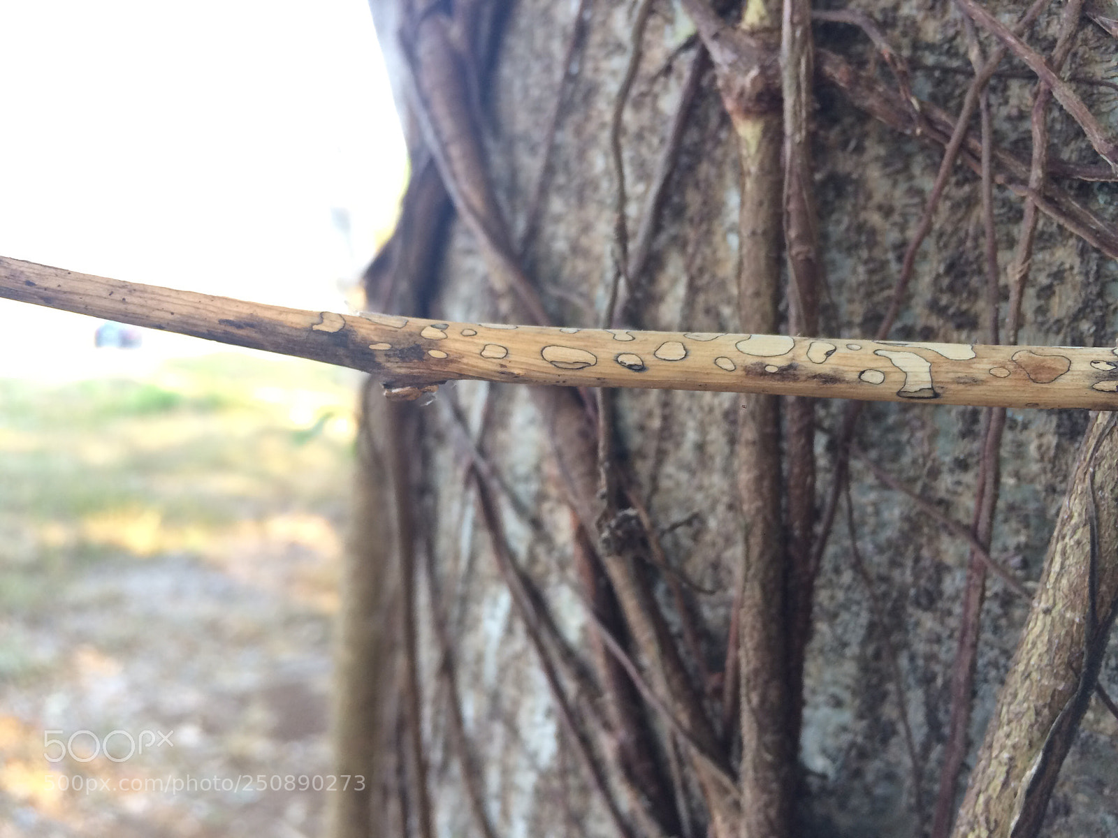 Apple iPhone 5s sample photo. Untitled photography