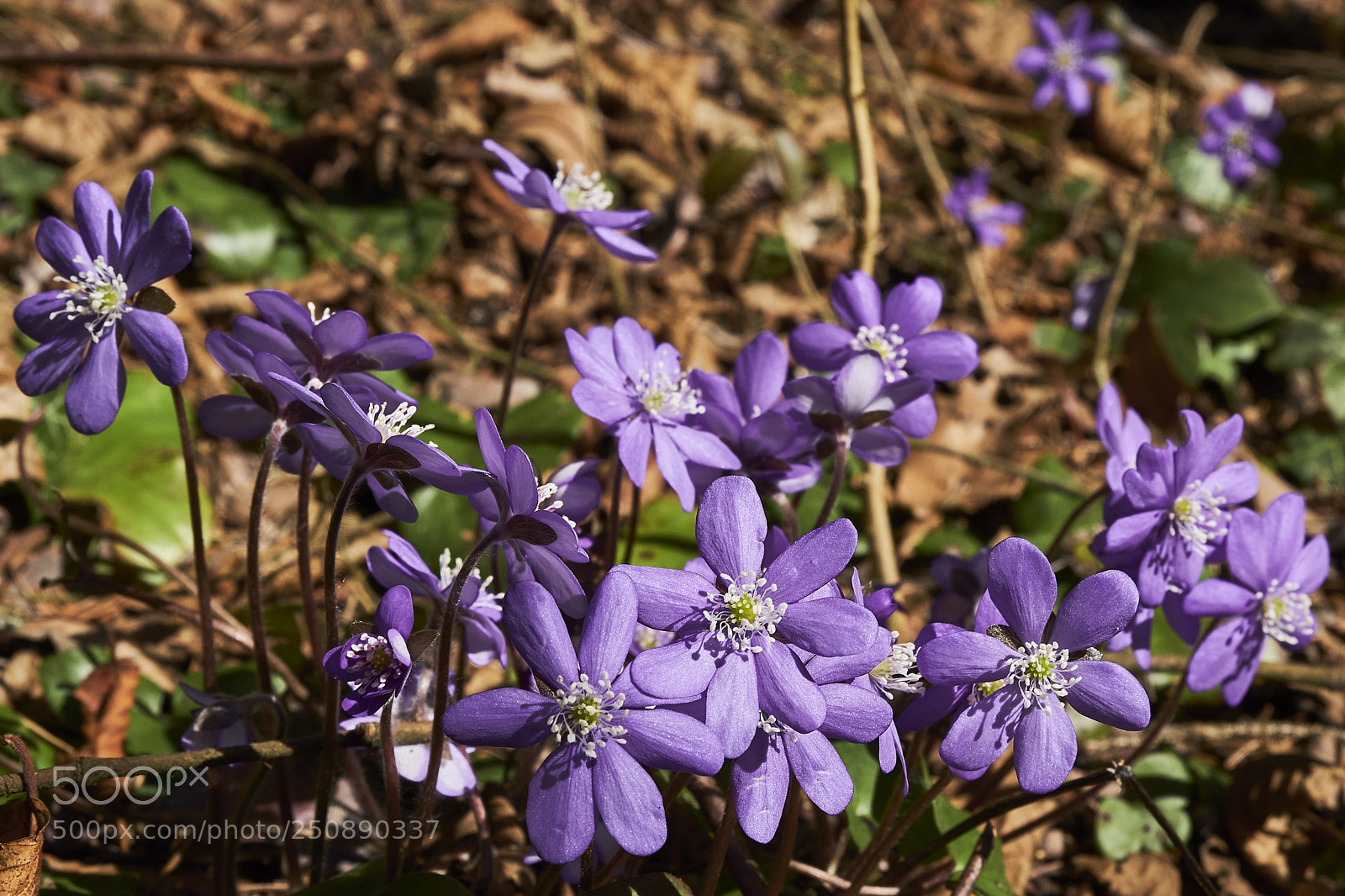 Fujifilm X-T20 sample photo. First sun photography