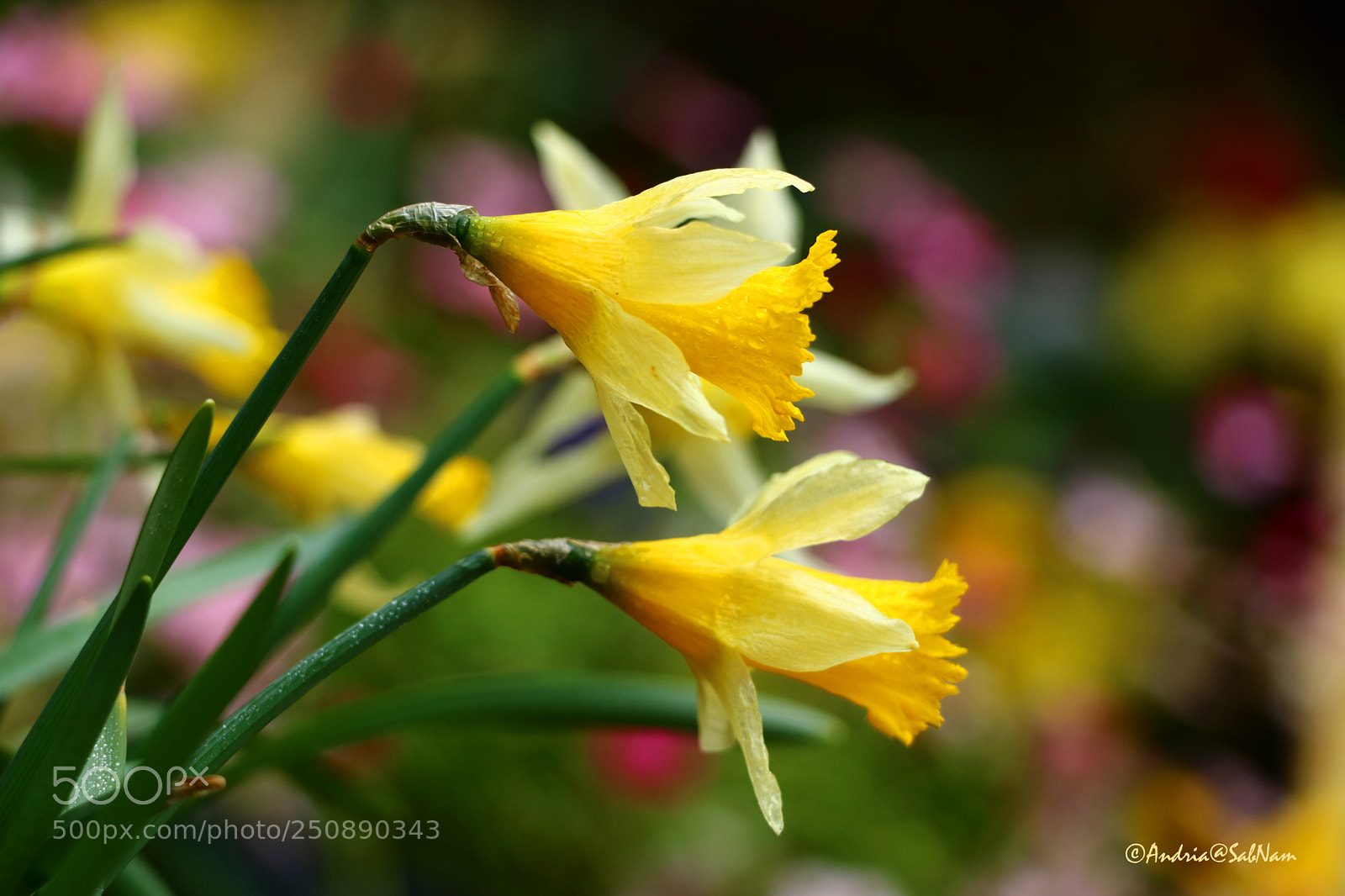 Canon EOS 750D (EOS Rebel T6i / EOS Kiss X8i) sample photo. Spring (season) photography