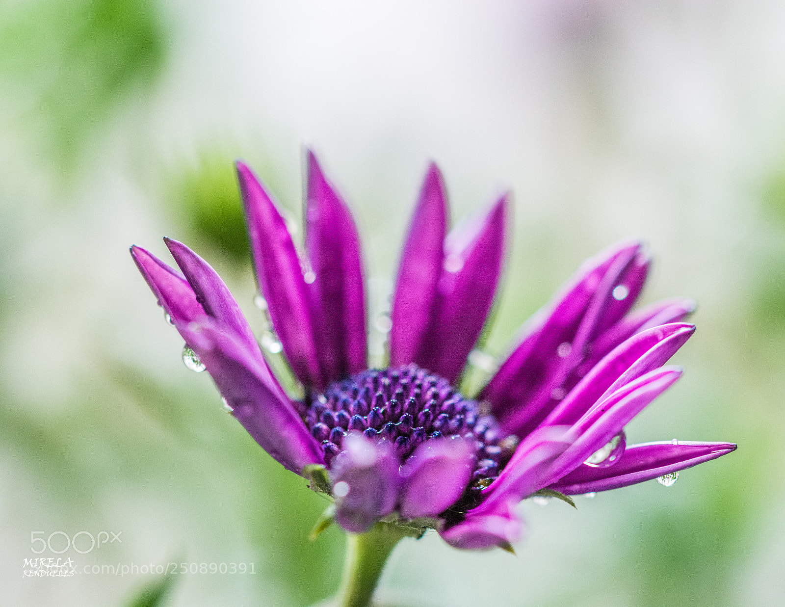 Nikon D7100 sample photo. Necesito color...... photography