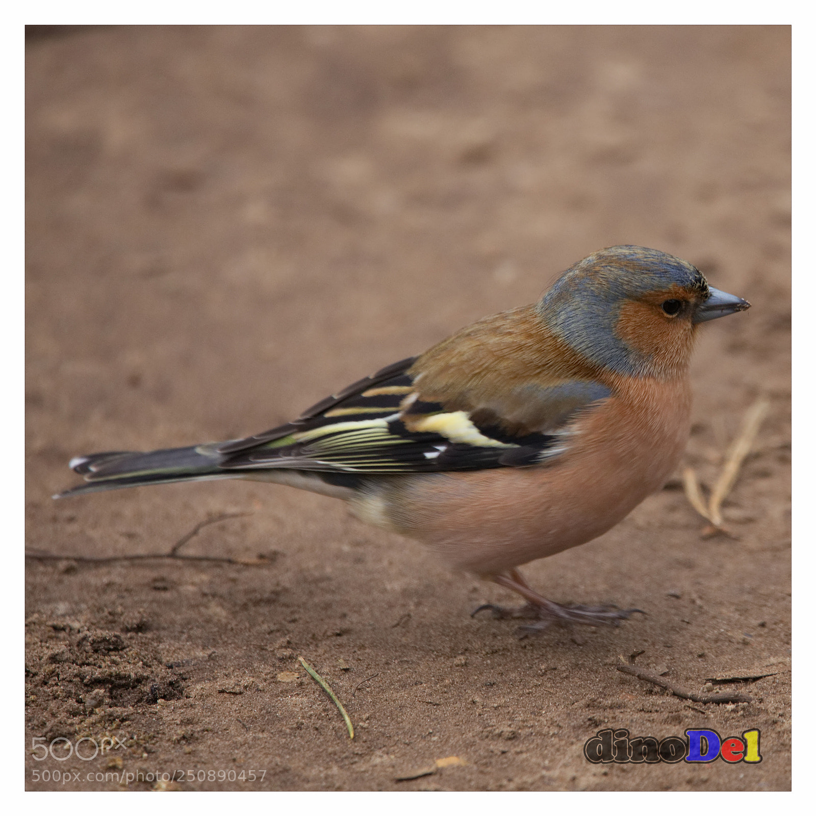 Canon EOS 5D Mark II sample photo. Chaffinch photography