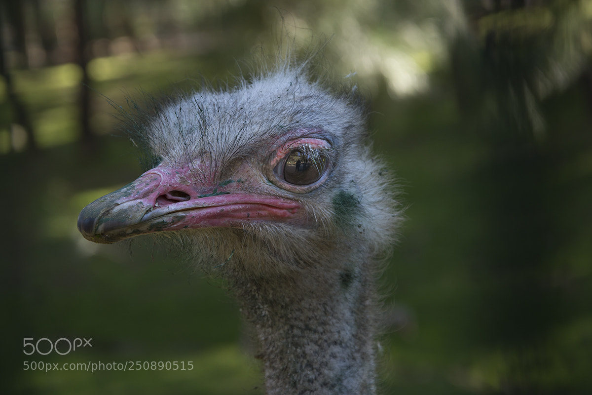 Nikon D7200 sample photo. Ostrich photography