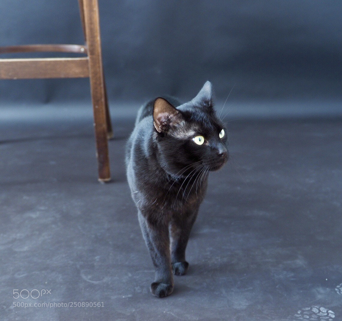 Olympus OM-D E-M1 Mark II sample photo. Marvel photography