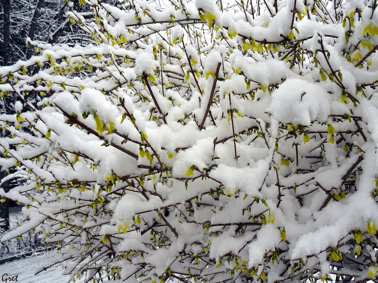 Sony DSC-HX60 sample photo. In the spring photography