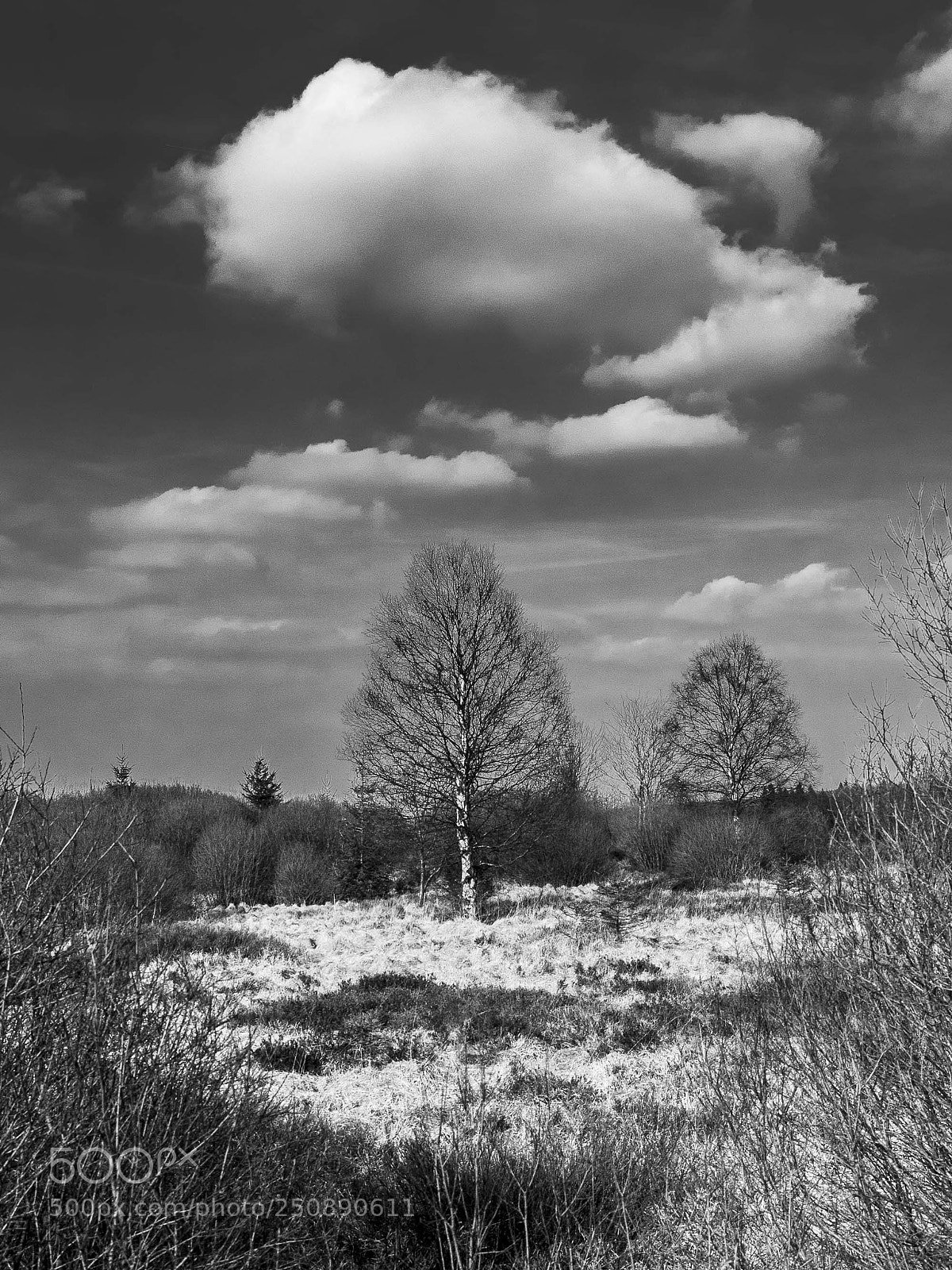 Olympus OM-D E-M5 II sample photo. Moor tree photography