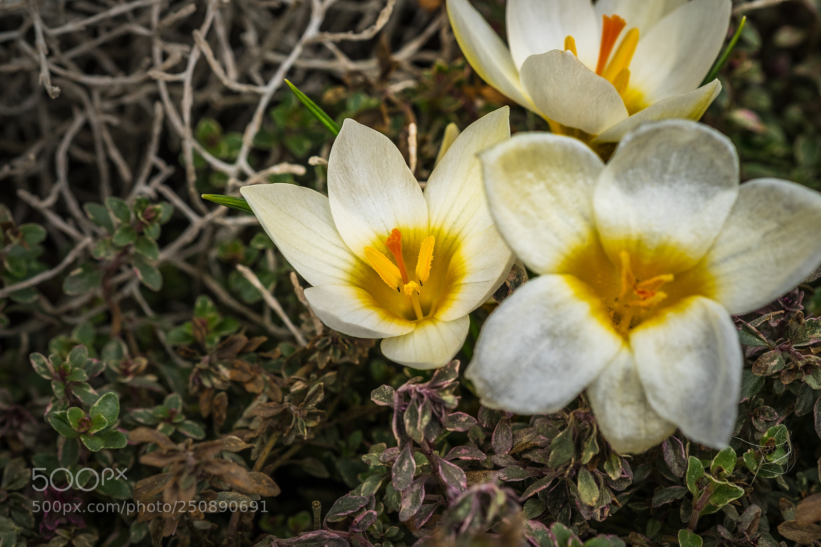 Fujifilm X-T1 sample photo. Weiße krokusse photography