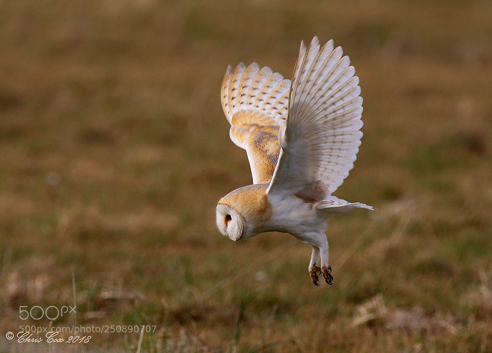 Canon EOS 7D Mark II sample photo. Silent hunter photography