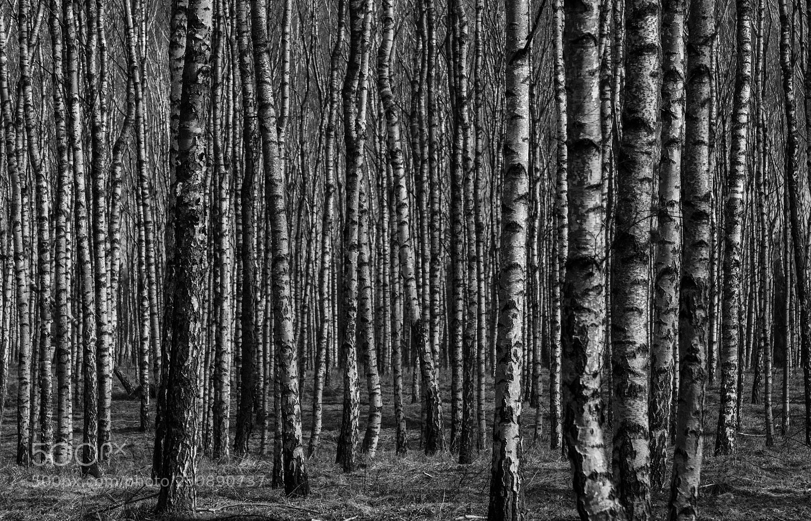 Nikon D7000 sample photo. Birch forest photography