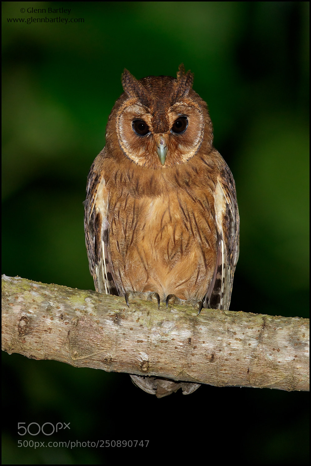 Canon EOS 7D Mark II sample photo. Jamaican owl (pseudoscops grammicus) photography