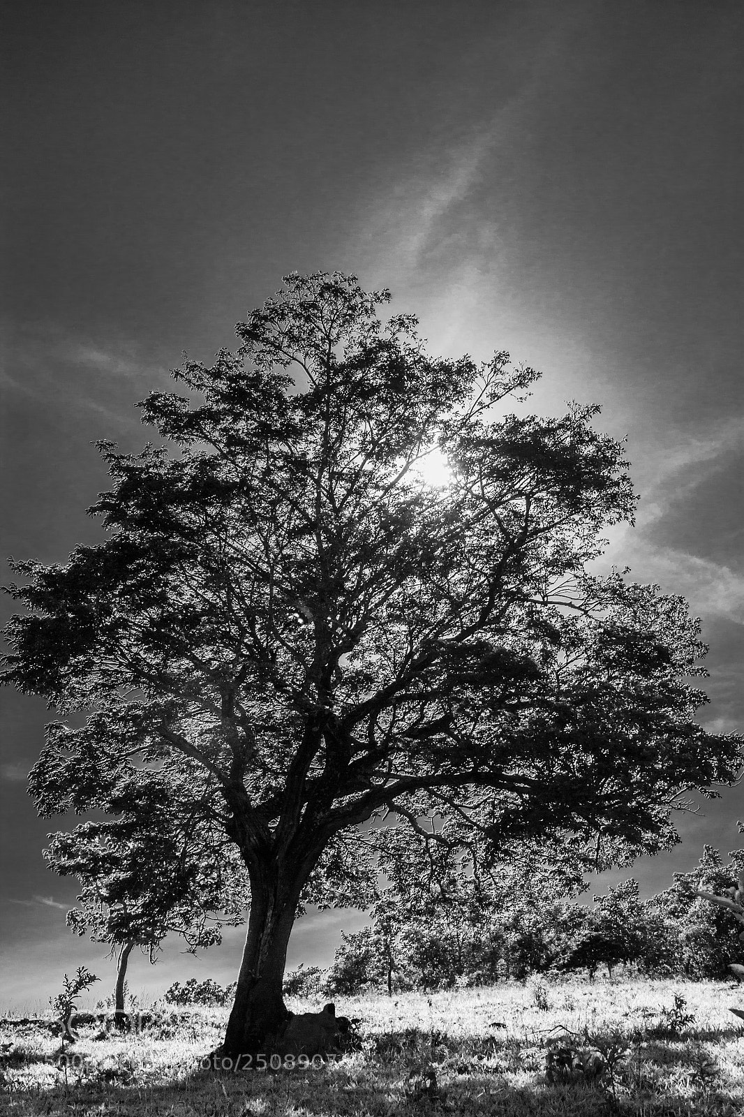 Canon EOS 700D (EOS Rebel T5i / EOS Kiss X7i) sample photo. Copaíba infrared photography