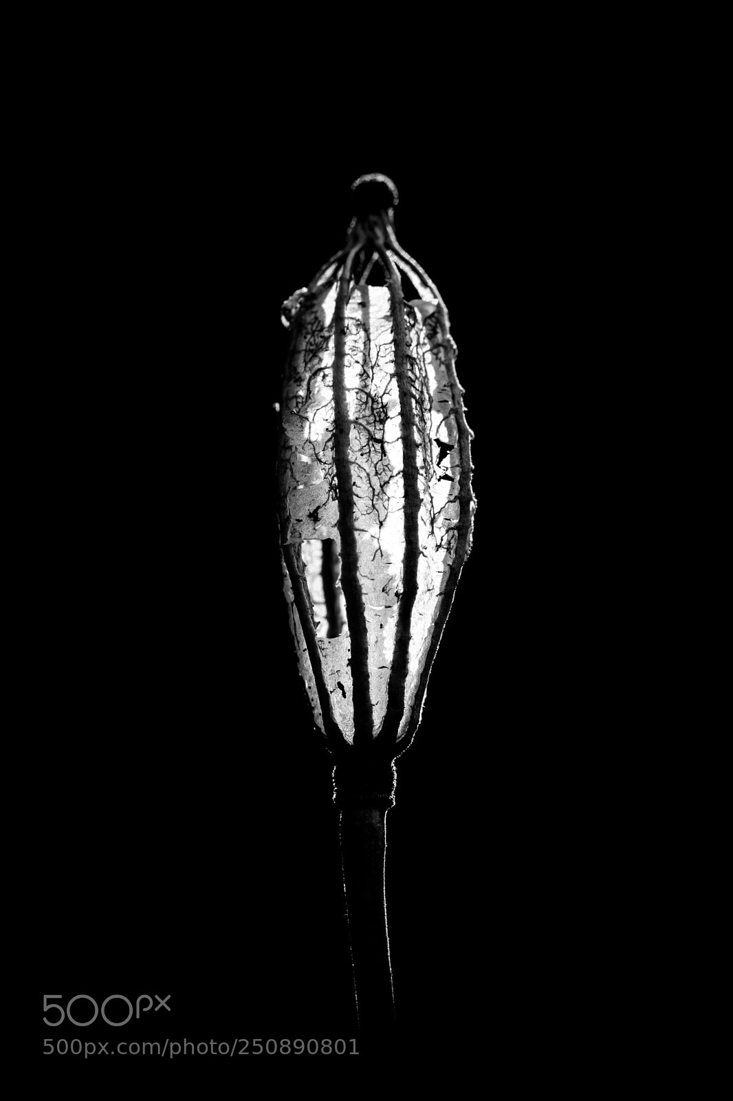 Canon EOS 70D sample photo. Poppy lantern photography