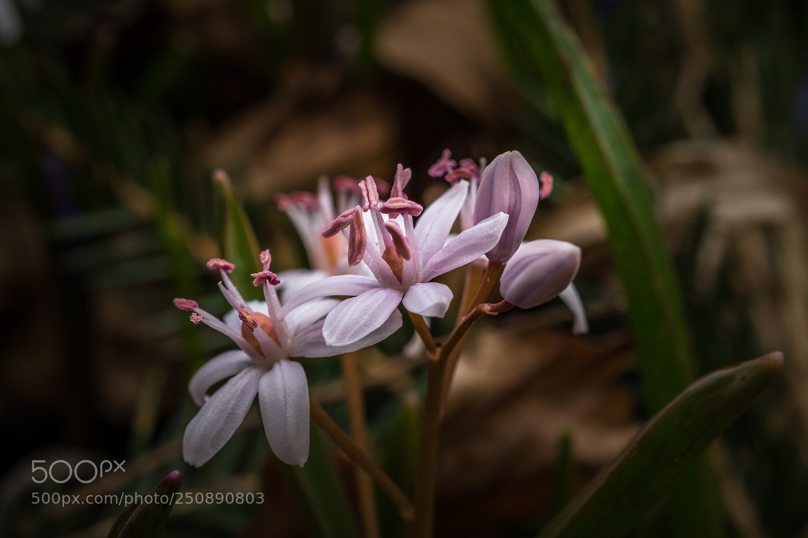 Fujifilm X-T1 sample photo. Schneeglanz photography