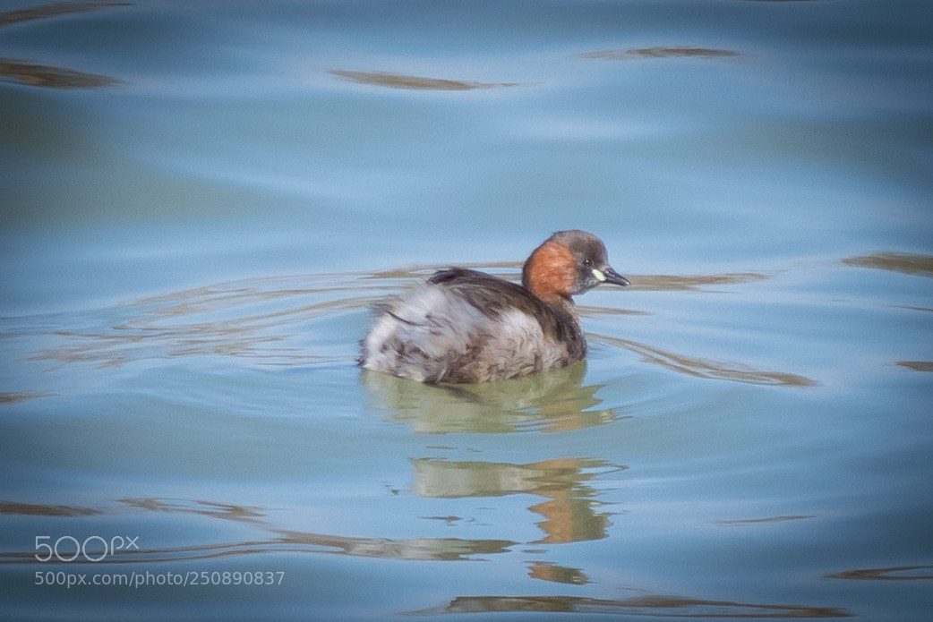 Nikon D5300 sample photo. Little grebe tachybaptus ruficollis photography