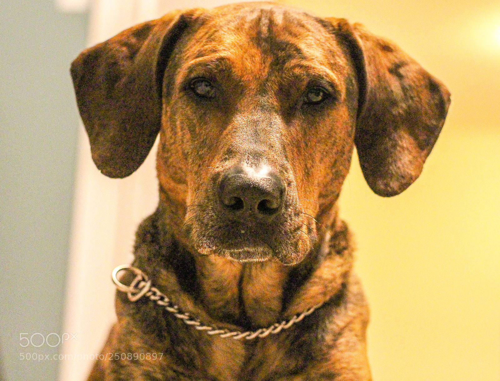 Canon EOS 700D (EOS Rebel T5i / EOS Kiss X7i) sample photo. Serious face photography