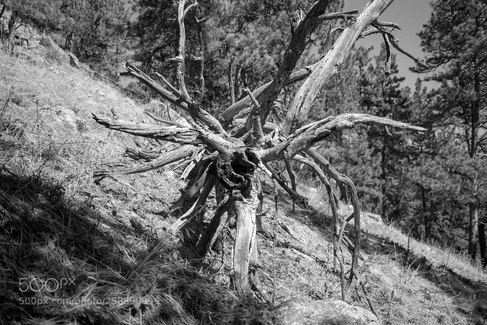 Canon EOS 700D (EOS Rebel T5i / EOS Kiss X7i) sample photo. Fallen tree photography