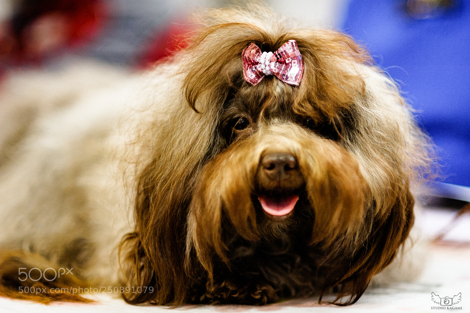 Nikon D700 sample photo. Animal #74 photography