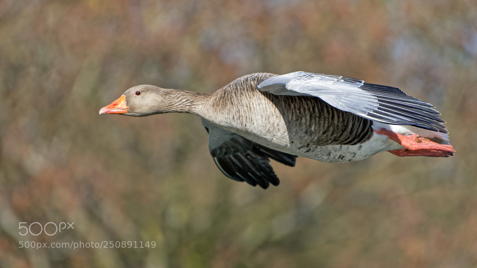 Nikon D500 sample photo. Greylag goose photography
