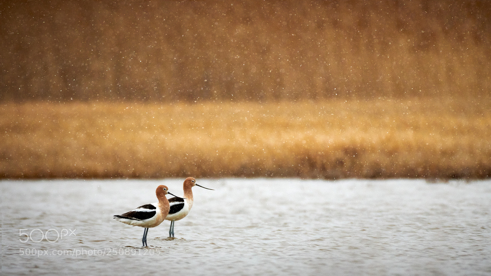 Nikon D850 sample photo. American avocet snow photography