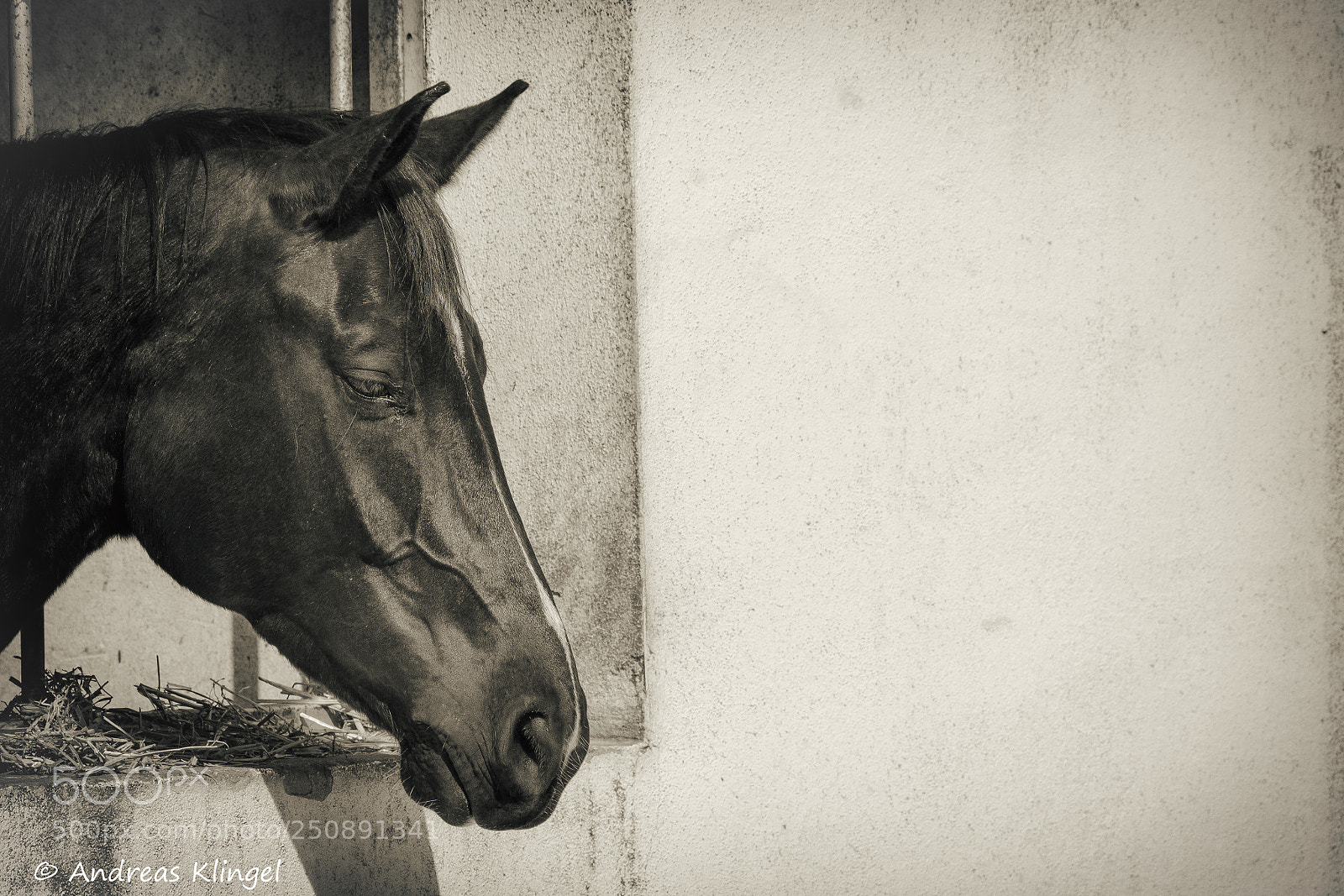 Nikon D5300 sample photo. Horse photography