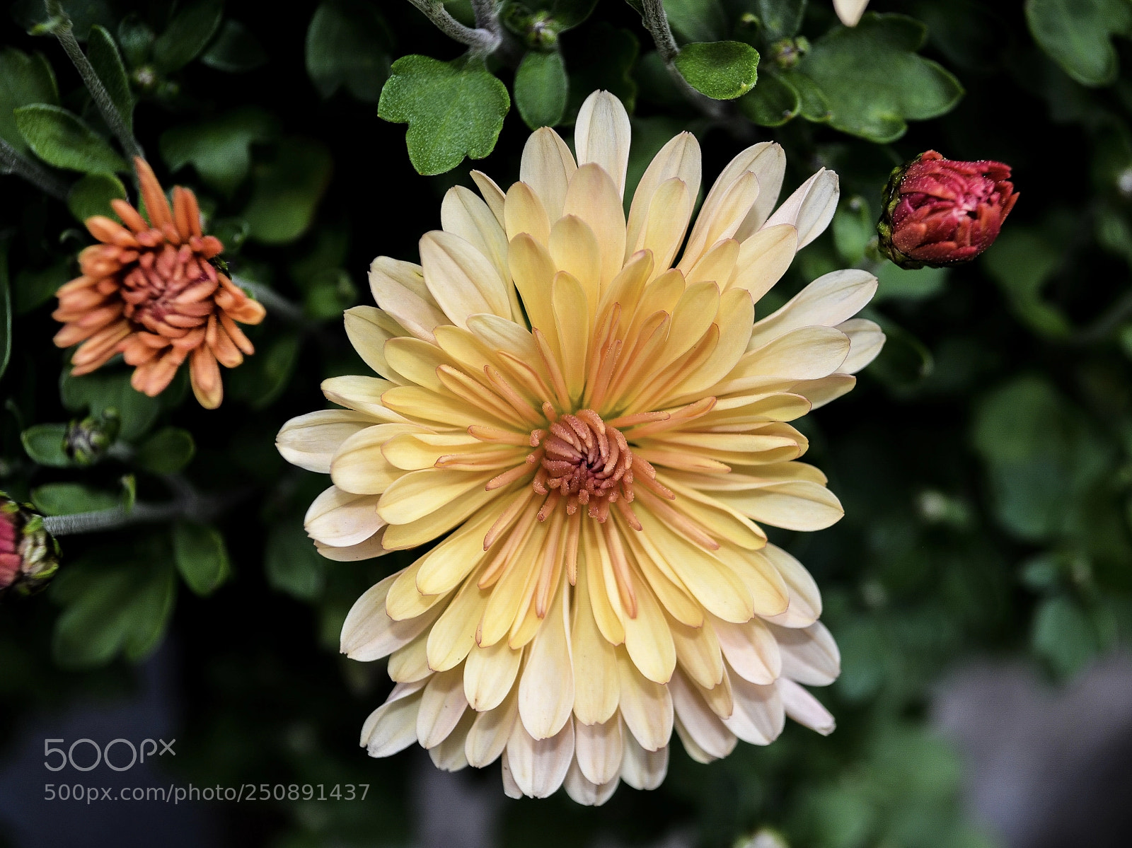 Nikon D5100 sample photo. Flower photography