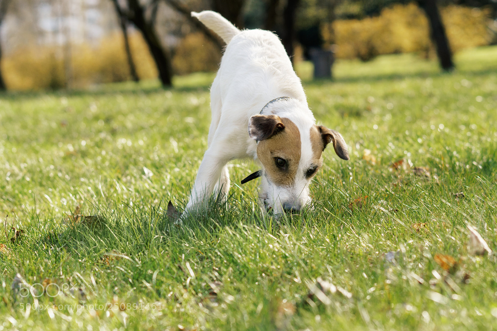 Sony ILCA-77M2 sample photo. Dog jack rassell terrier photography