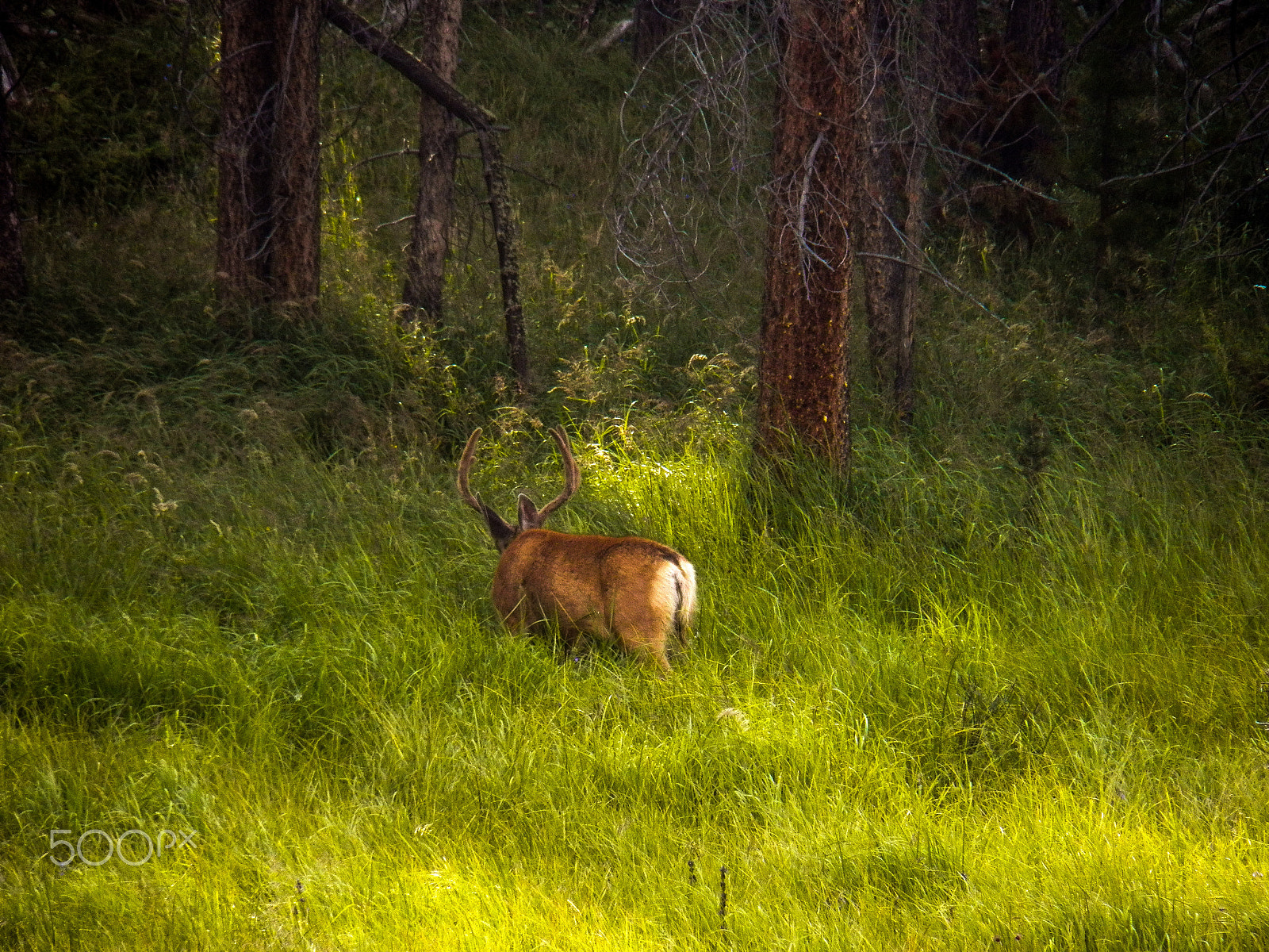 Kodak EasyShare Z990 (EasyShare Max) sample photo. Elk photography