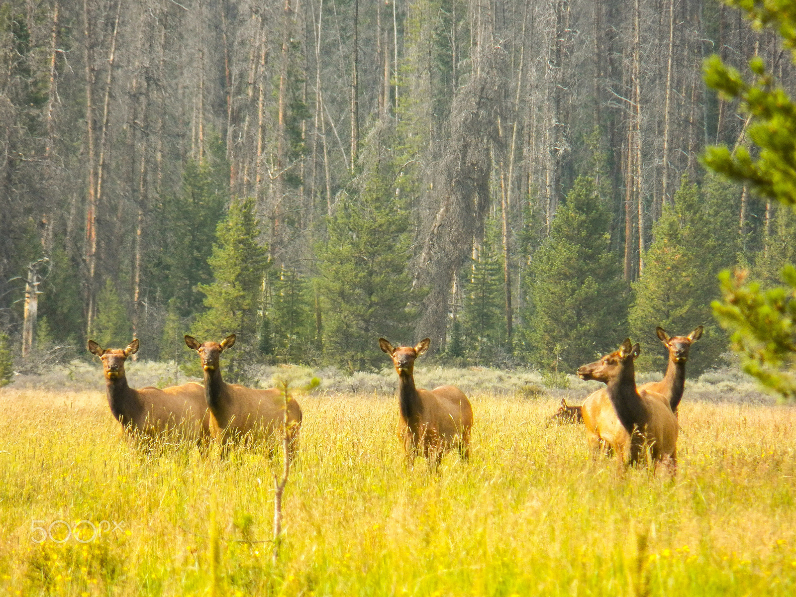Kodak EasyShare Z990 (EasyShare Max) sample photo. Elk family photography