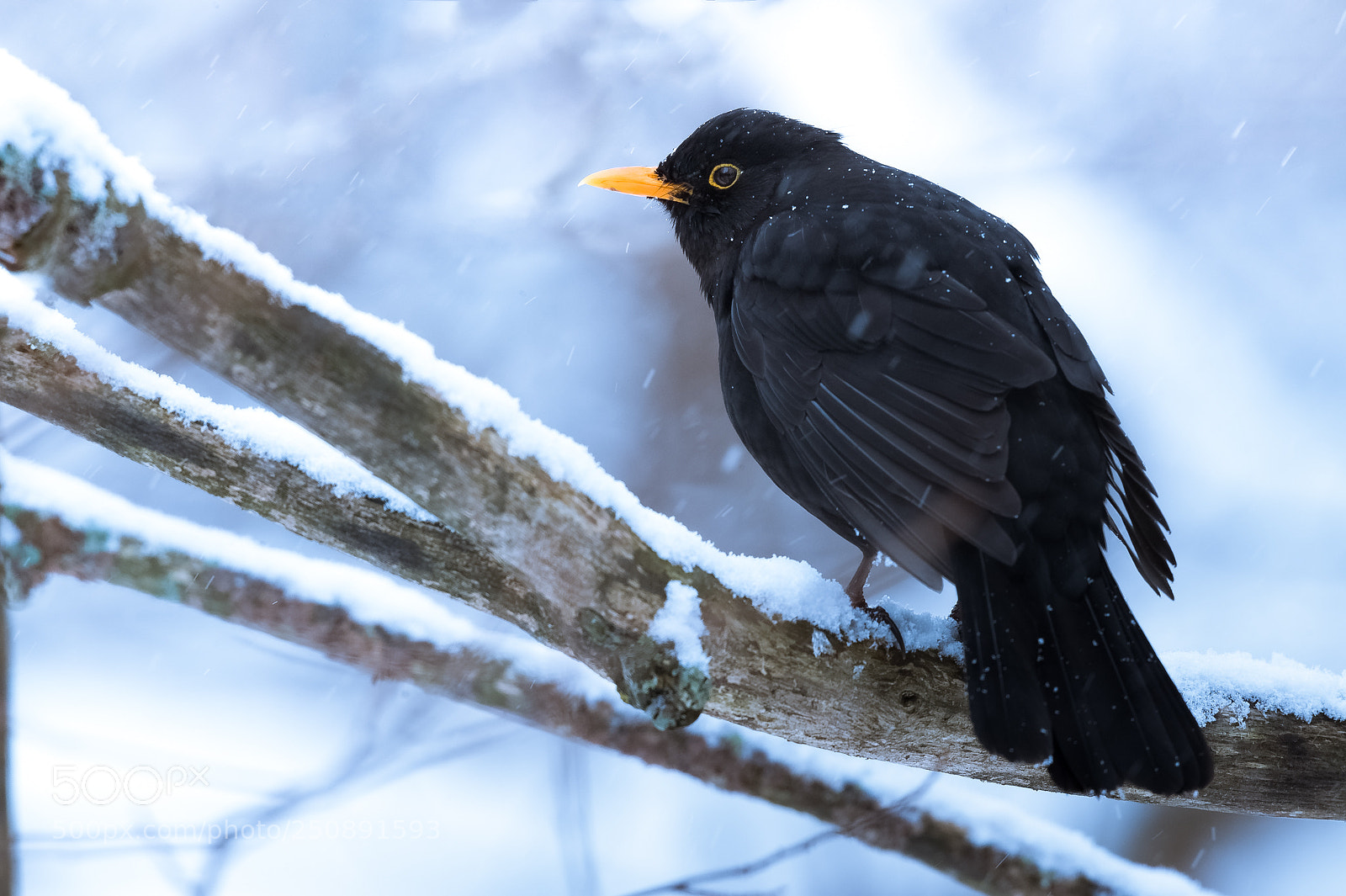 Nikon D4S sample photo. Common black bird photography