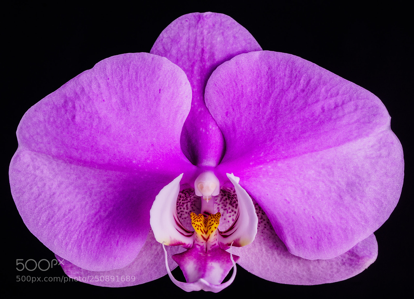 Sony a6000 sample photo. Orchidee photography