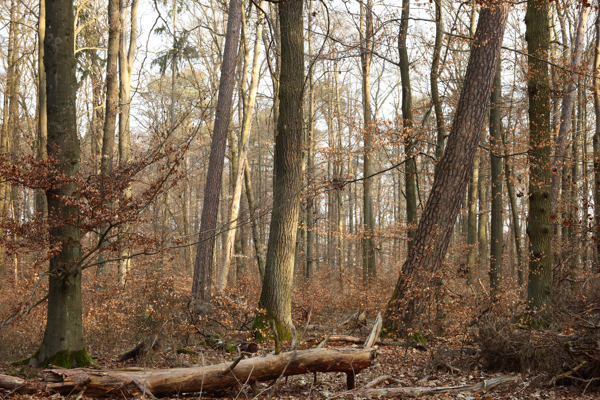 Canon EF 28-80mm f/3.5-5.6 sample photo. Early morning photography