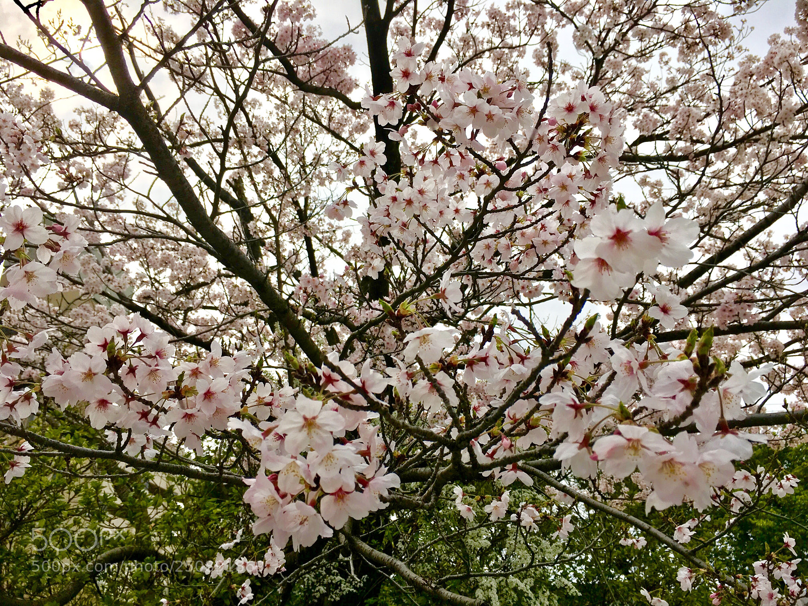Apple iPhone 6s sample photo. Cherry blossom  photography
