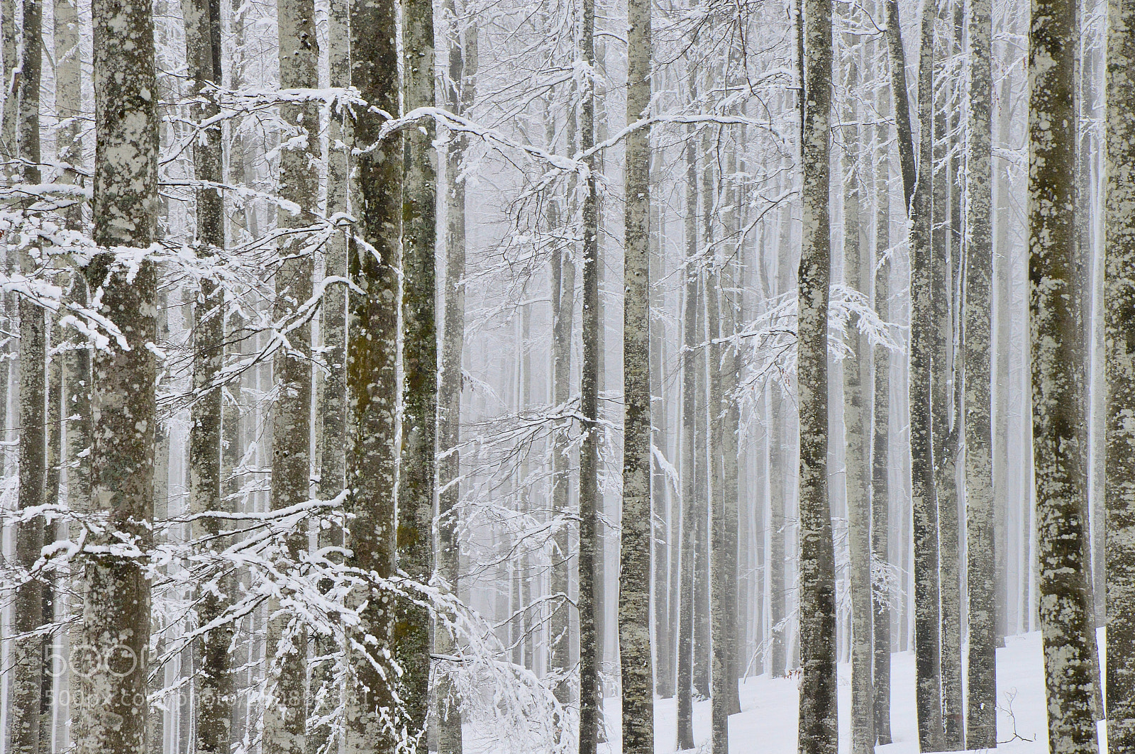 Nikon D3200 sample photo. Winter image photography