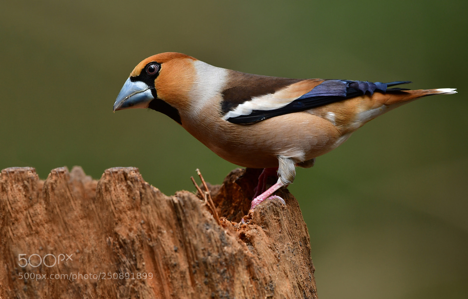 Nikon D500 sample photo. Appelvink photography