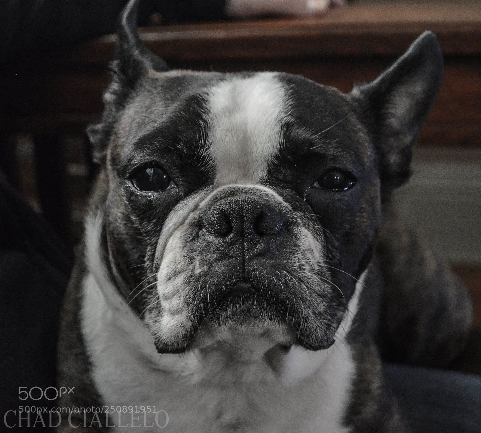 Nikon D5100 sample photo. Harley photography