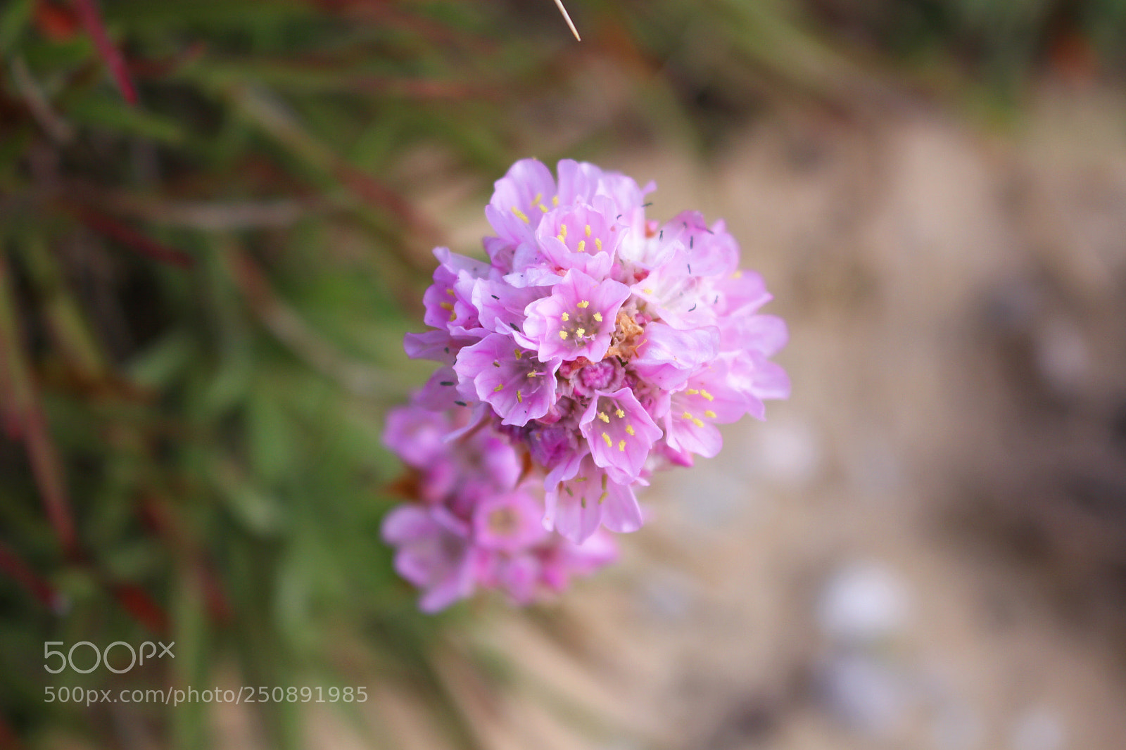 Canon EOS 700D (EOS Rebel T5i / EOS Kiss X7i) sample photo. Springtime by the ocean photography