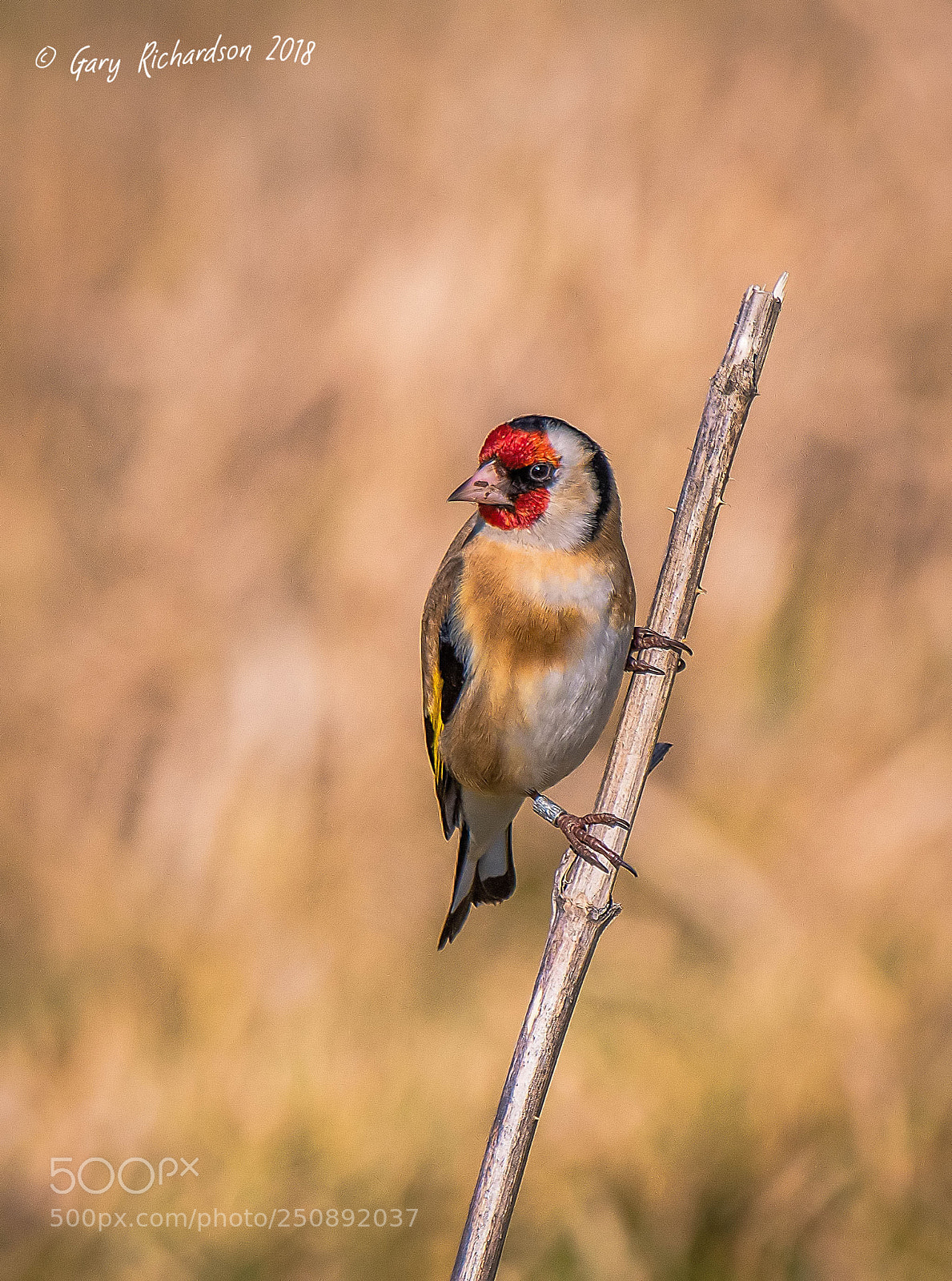 Nikon D500 sample photo. Goldfinch photography