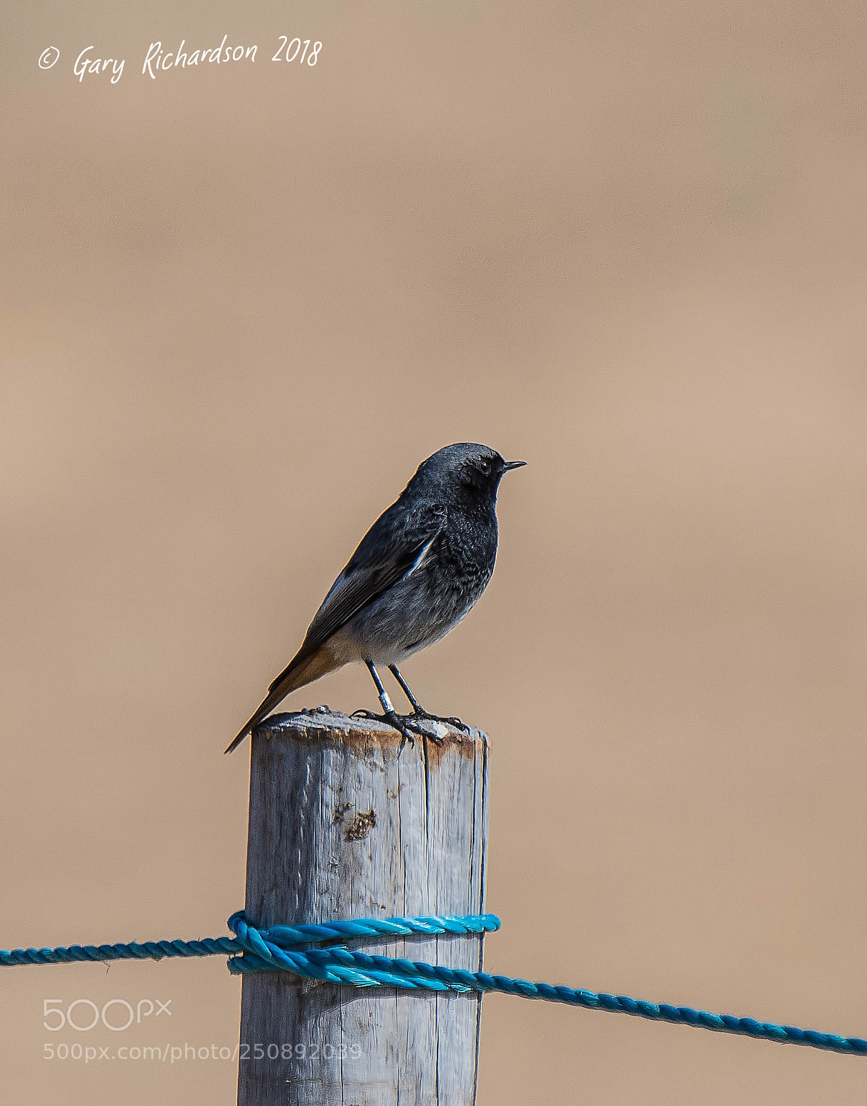 Nikon D500 sample photo. Black redstart (male) photography