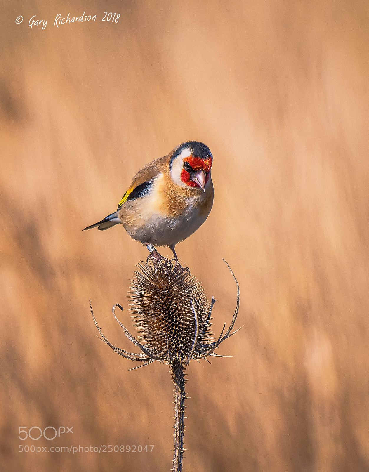 Nikon D500 sample photo. Goldfinch photography