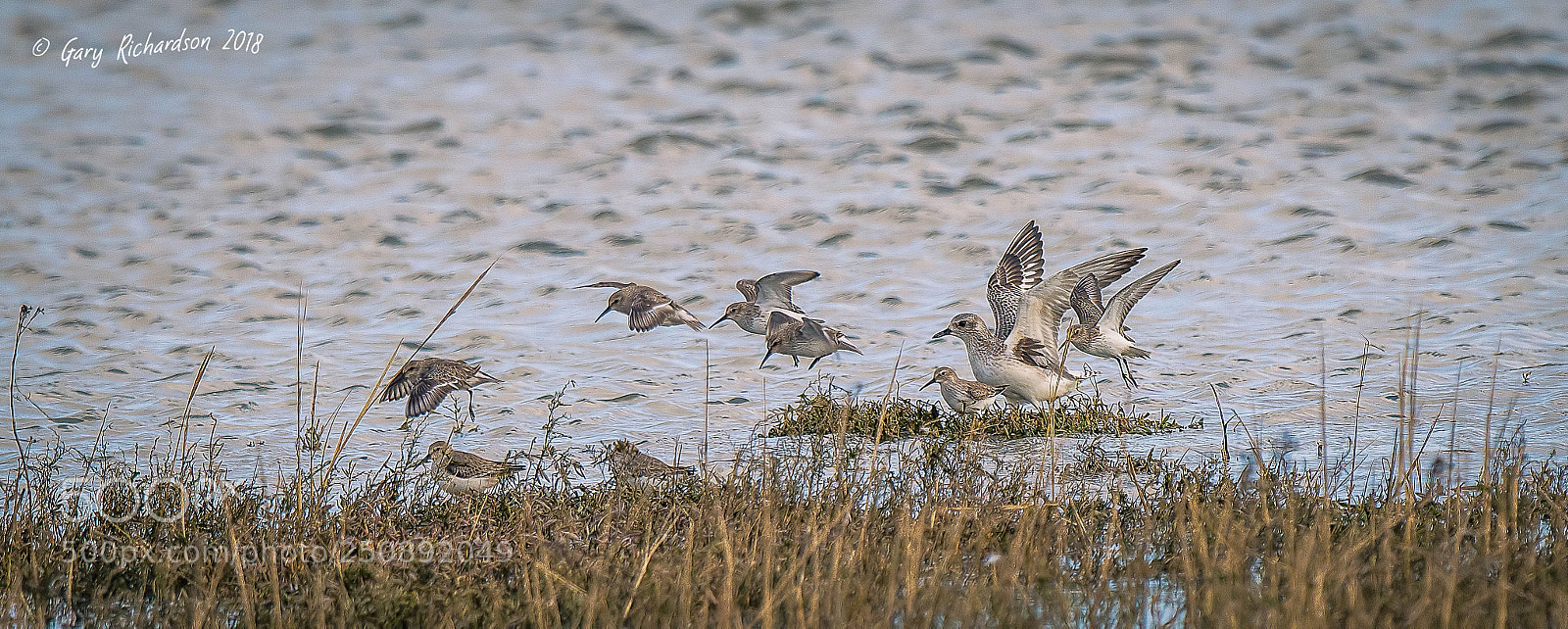 Nikon D500 sample photo. Grey plover photography
