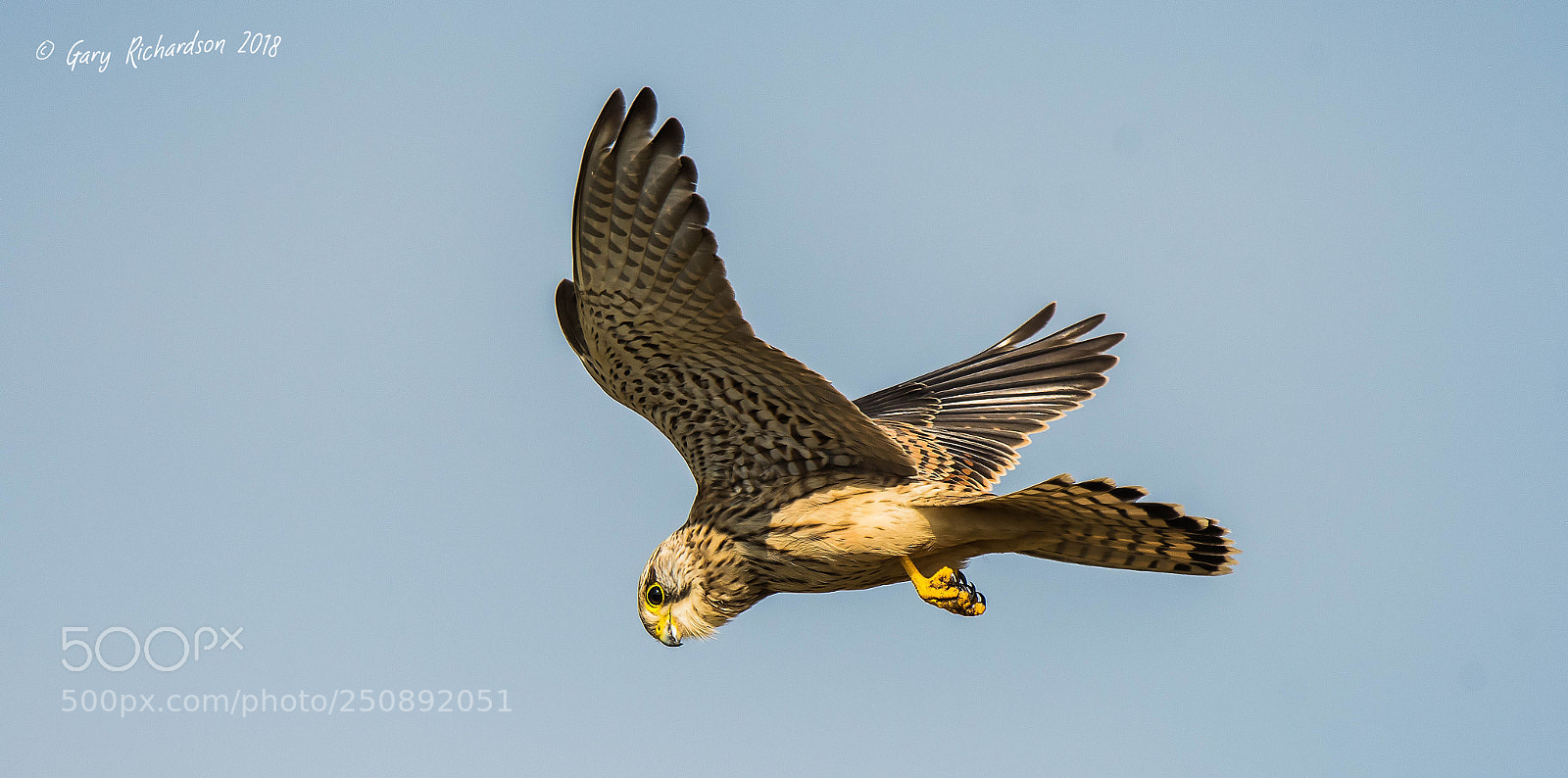 Nikon D500 sample photo. Kestrel photography