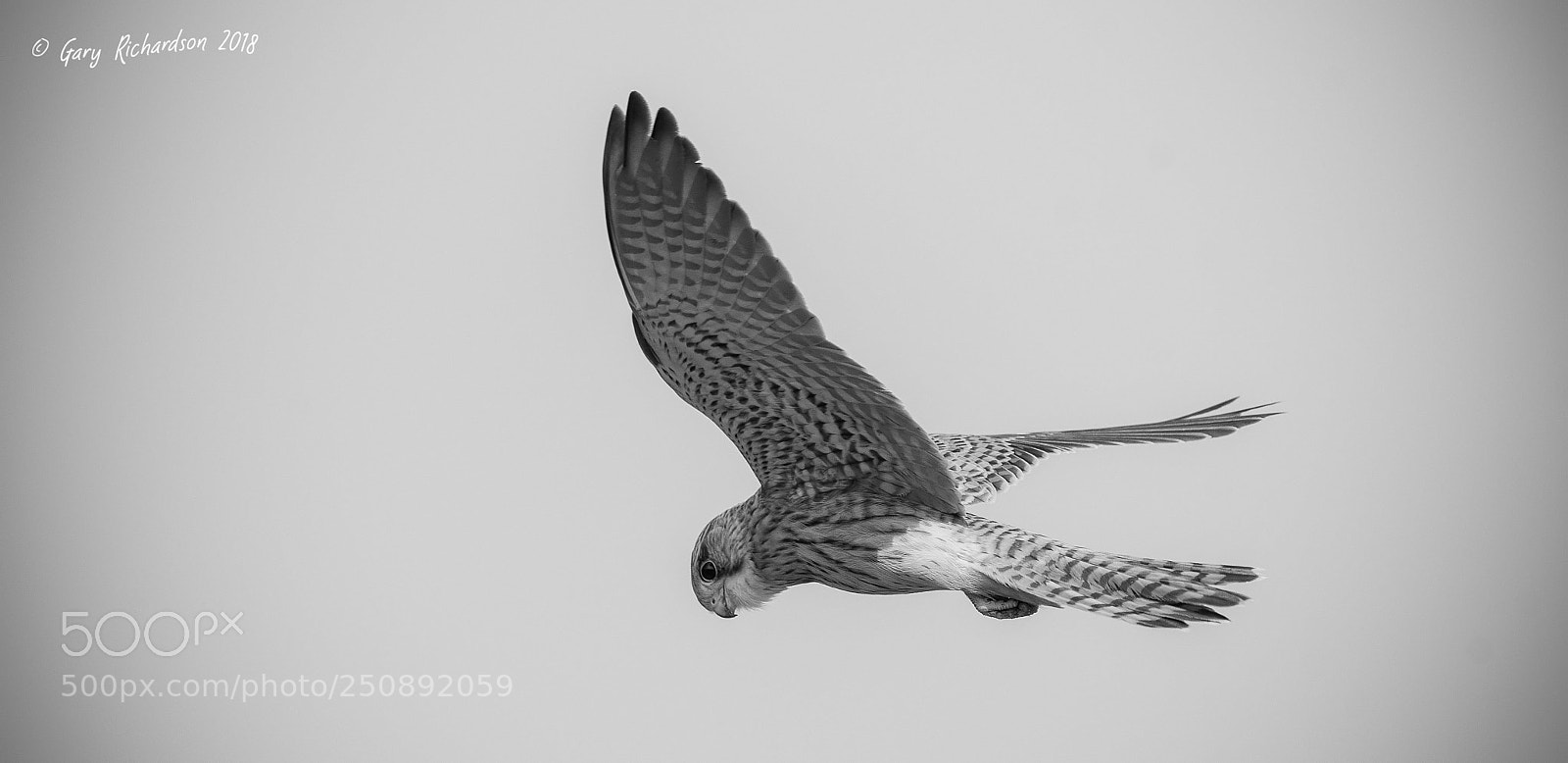 Nikon D500 sample photo. Kestrel photography