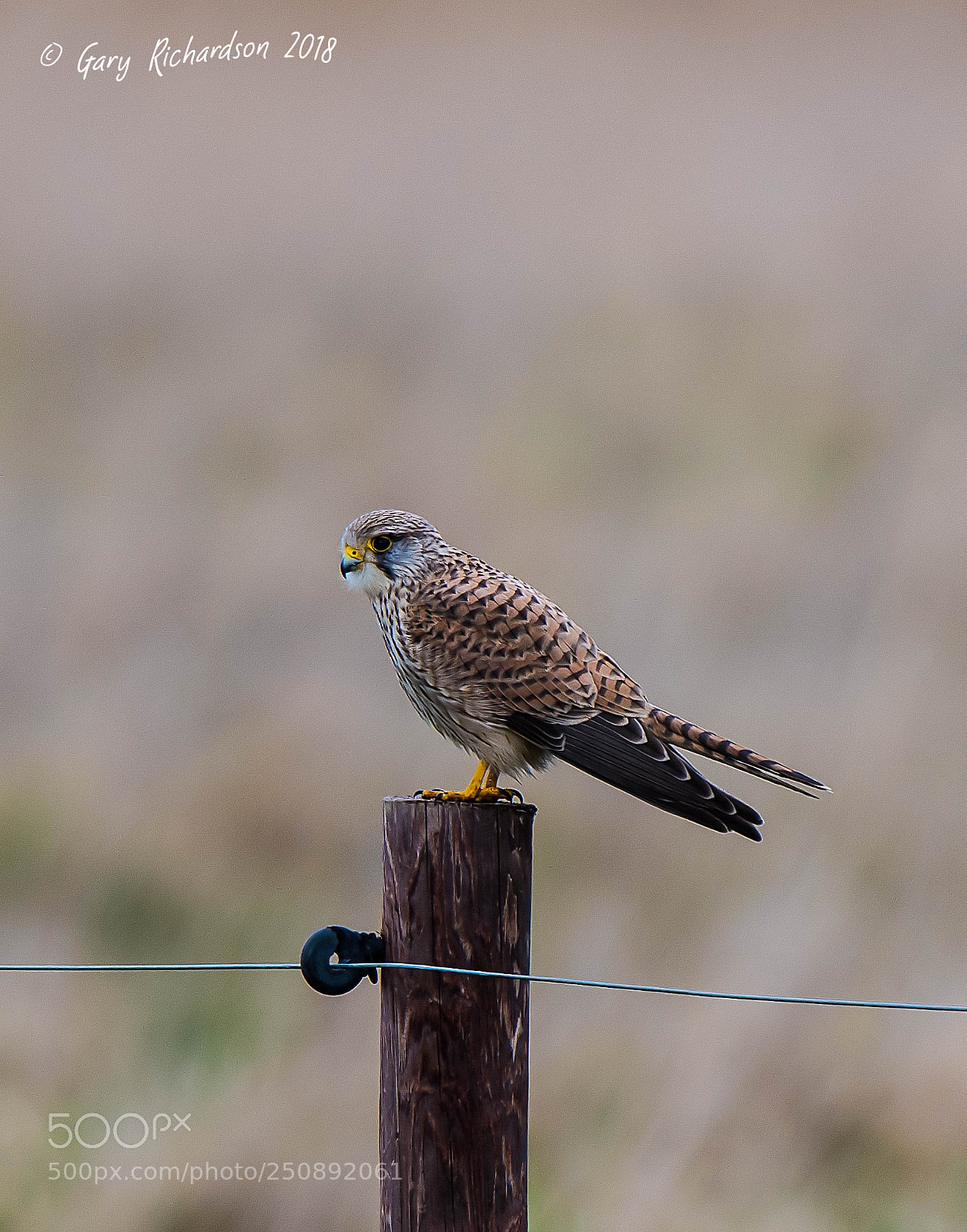 Nikon D500 sample photo. Kestrel photography