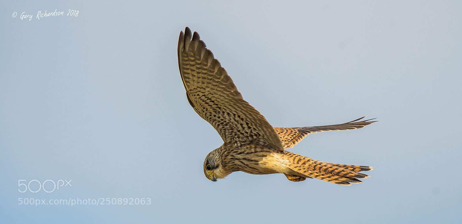 Nikon D500 sample photo. Kestrel photography